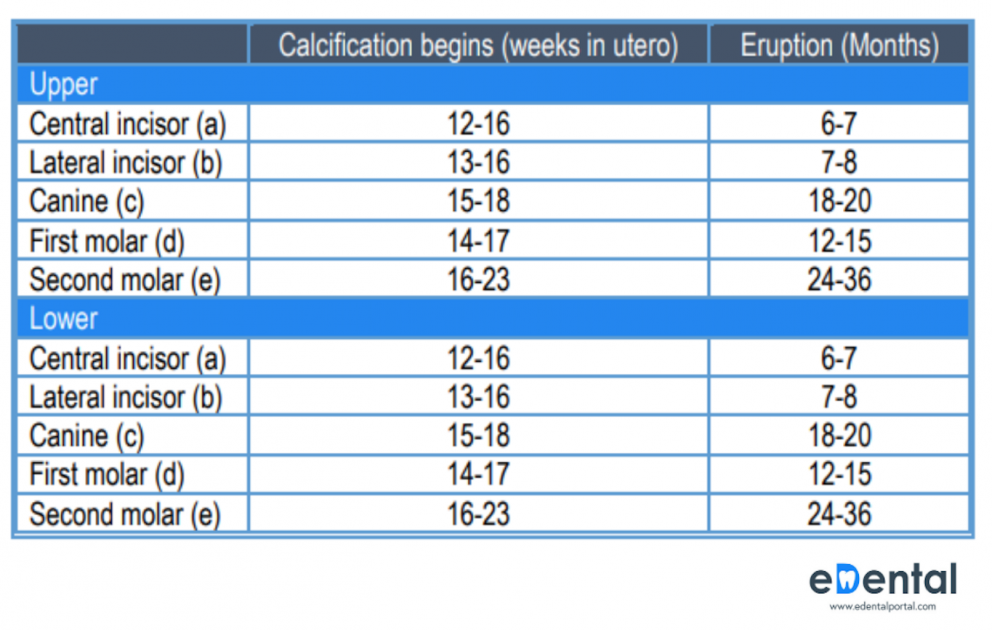 tooth-development-eruption-and-eruption-difficulties-edental-portal